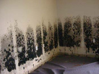 Mold and Mildew Removal Keansburg,  NJ